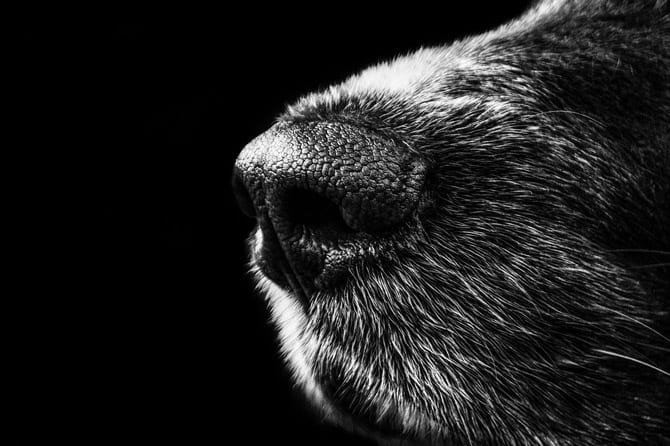Black and White Close up of a dog snout