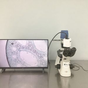 Accuscope live cell microscope video 26727
