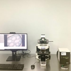 Olympus fluorescence microscope video